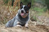 BOUVIER AUSTRALIEN 342